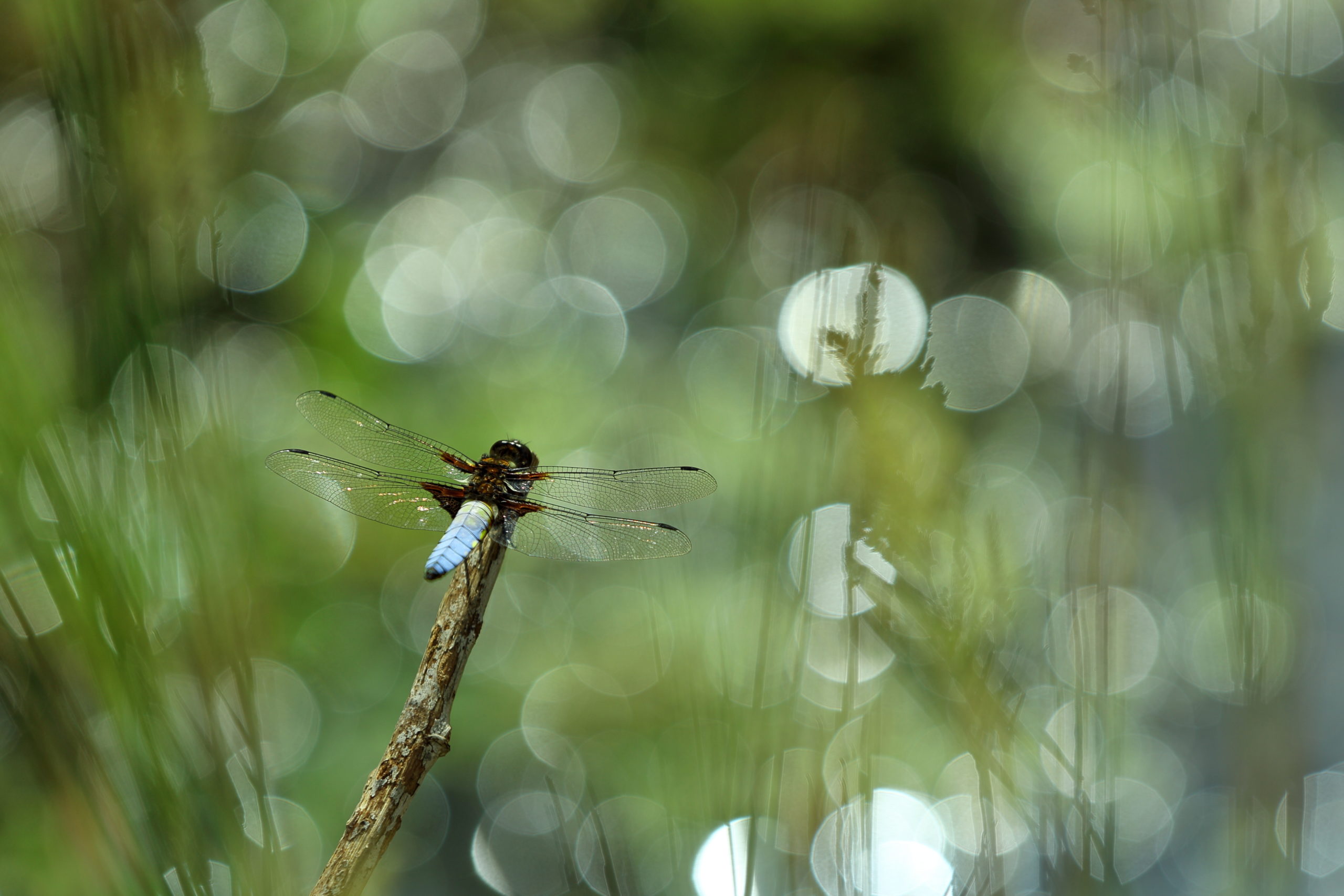 Aquatic insects - Royal Entomological Society