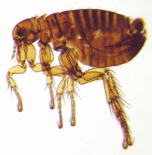 Siphonaptera - Royal Entomological Society