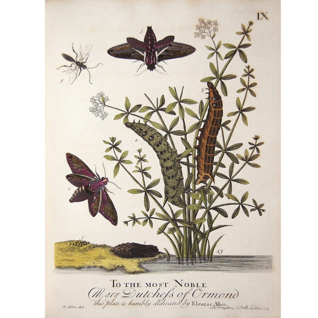 A natural history of English Insects by Eleazar Albin (1720)