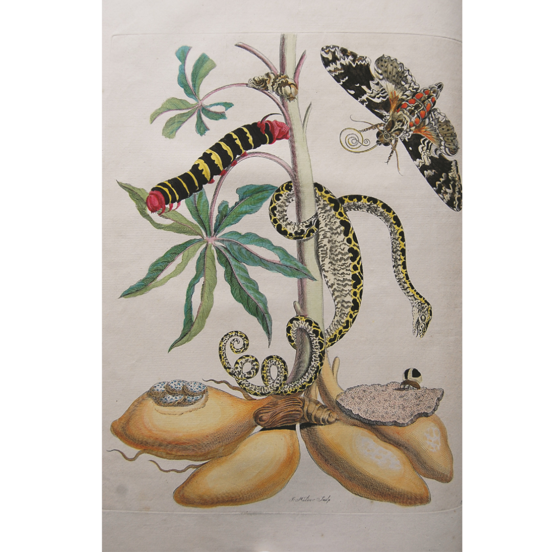 Metamorphosis Insectorum Surinamensium by Maria Sibylla Merian 1730 (2)