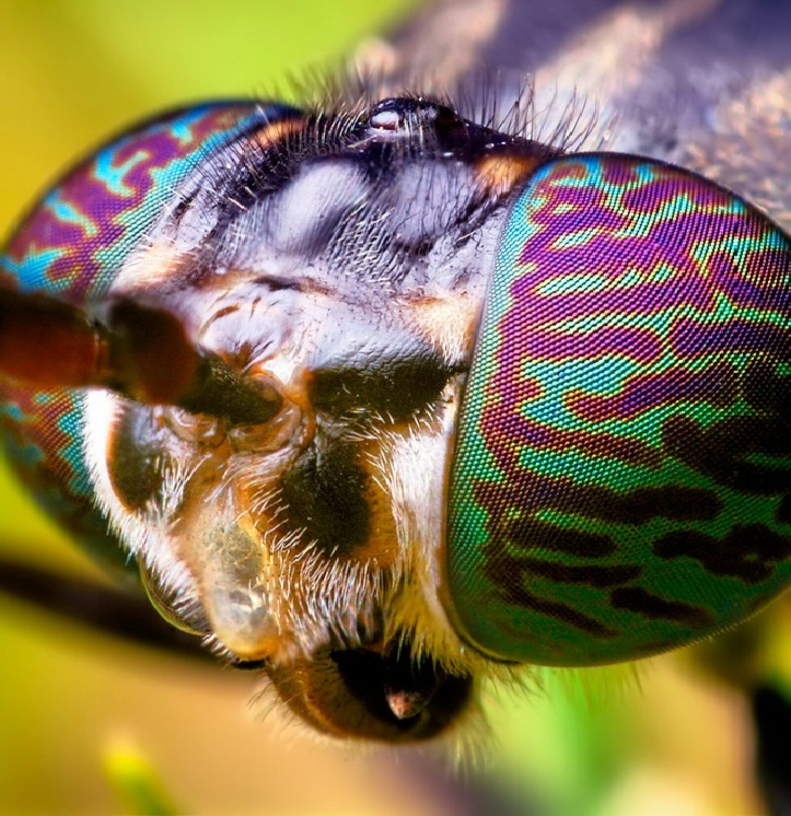 Black Soldier Fly Head (Hermetia illucens) Photo by Thomas Shahan