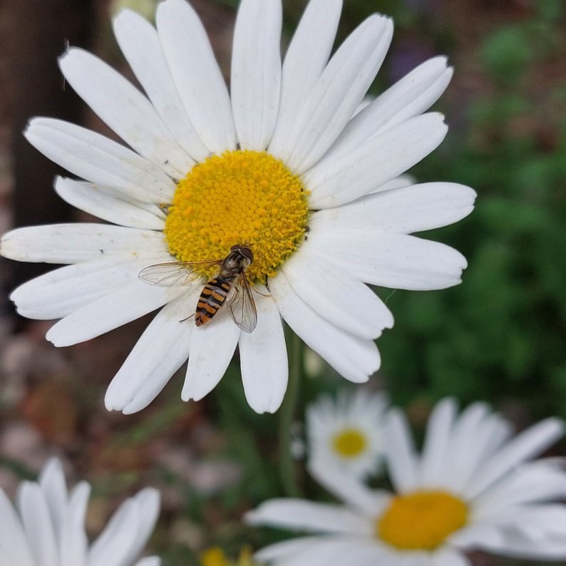 Hoverfly sitting on a white flower, Photo by Hayley Jones