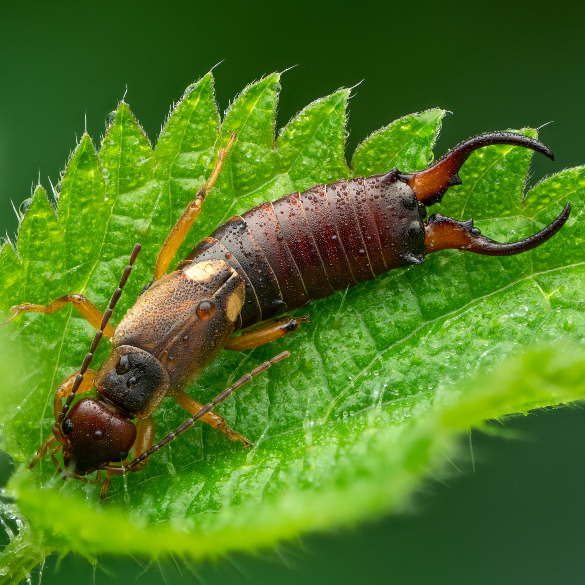 Earwig control outlet