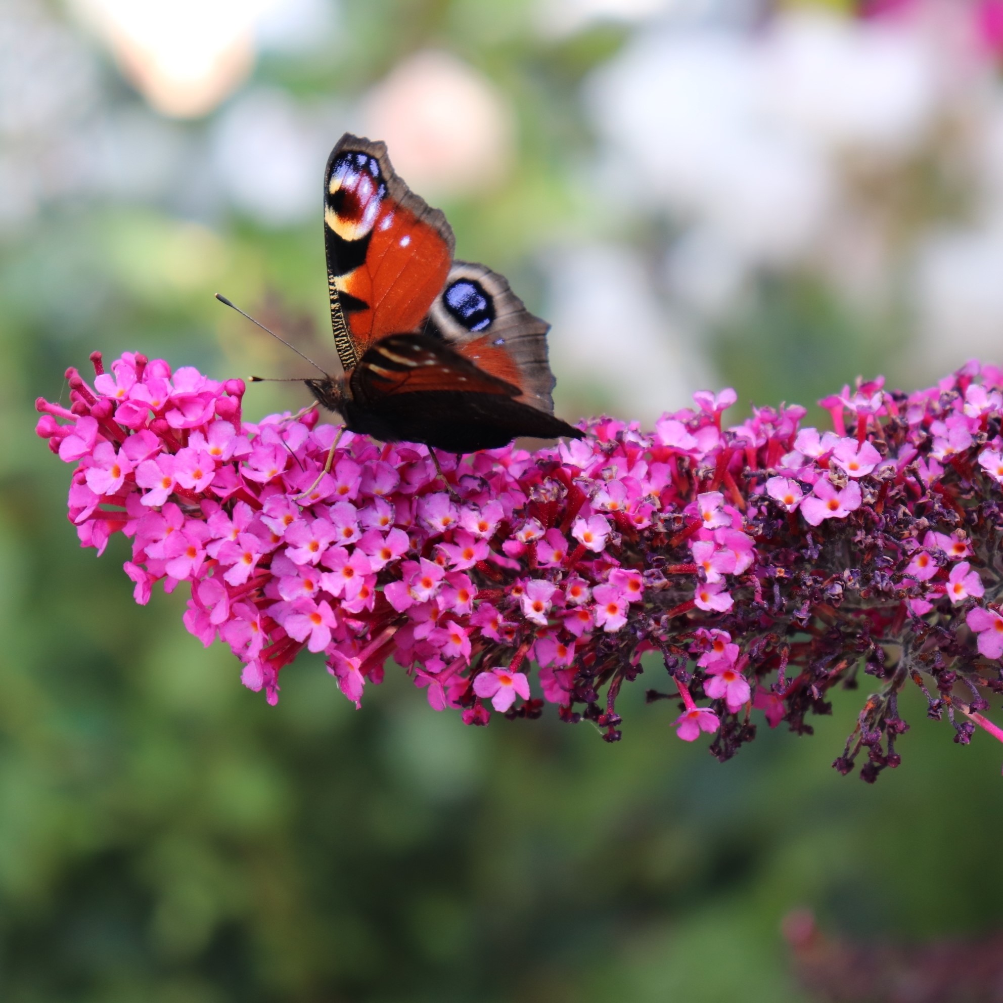 Butterfly bush (Buddleja ‘Flower Power’)