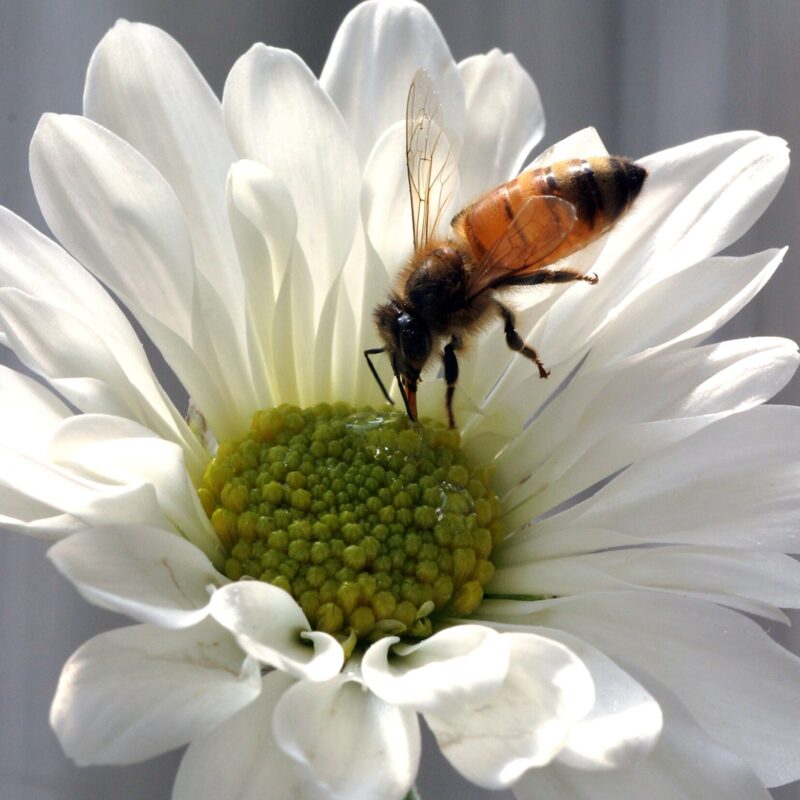 News headline thumbnail for The role of epigenetics in insects in changing environments 