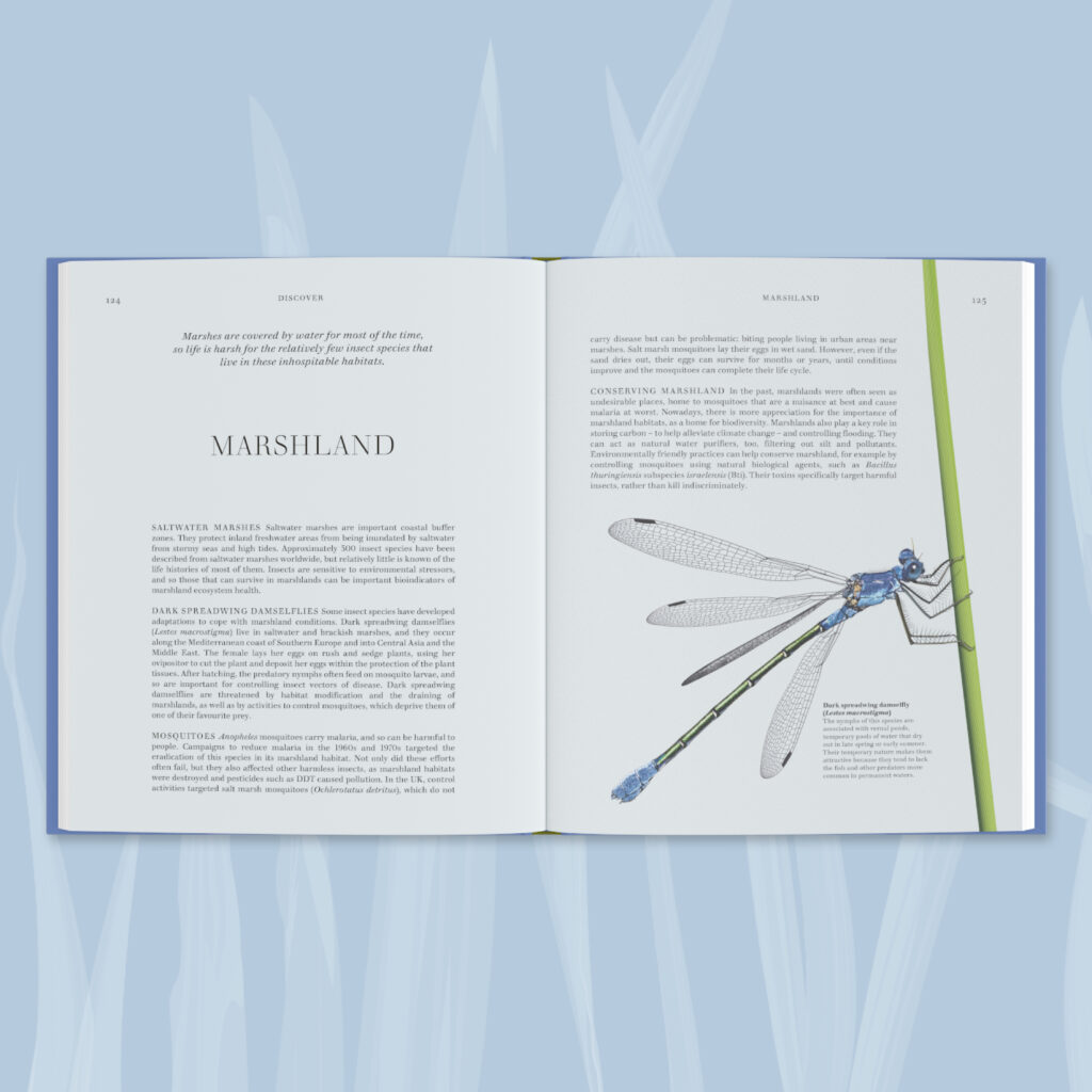 Marshland, featuring a dark spreadwing damselfly. 

A teaser page from the new RES Insects book.