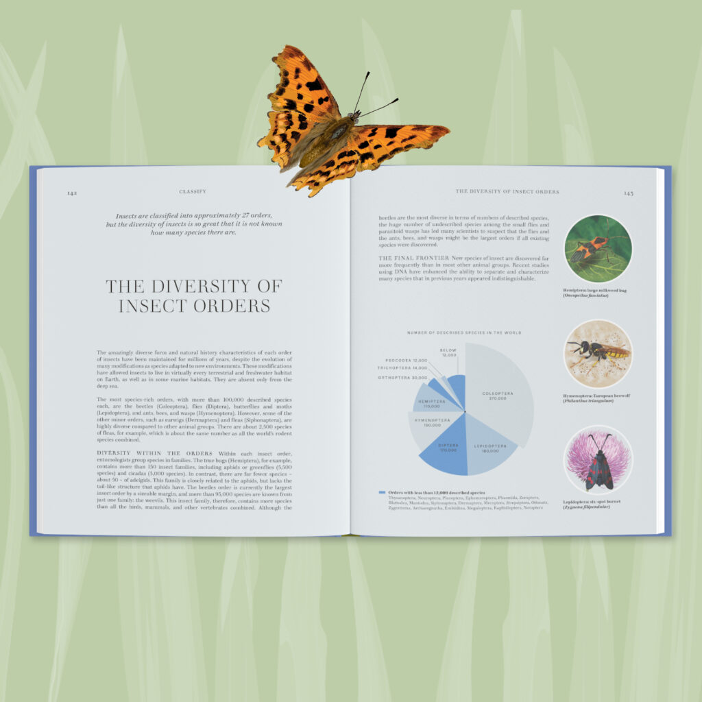 The diversity of insect orders, featuring example images of Hemiptera, Hymenoptera and Lepidoptera along with a chart displaying the number of described species of insects in the world (by insect order). A teaser page from the new RES Insects book.