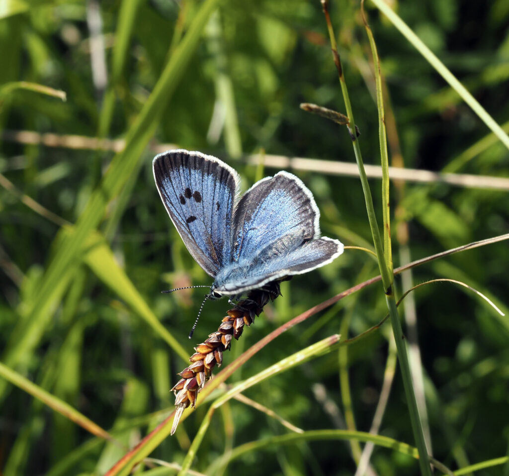 Large Blue butterfly, Gloucestershire 2024 - photo by David Simcox