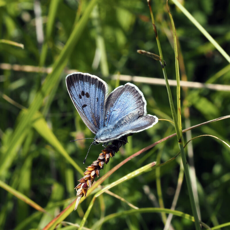 News headline thumbnail for Insect Conservation team publish new data on endangered Large blue butterfly