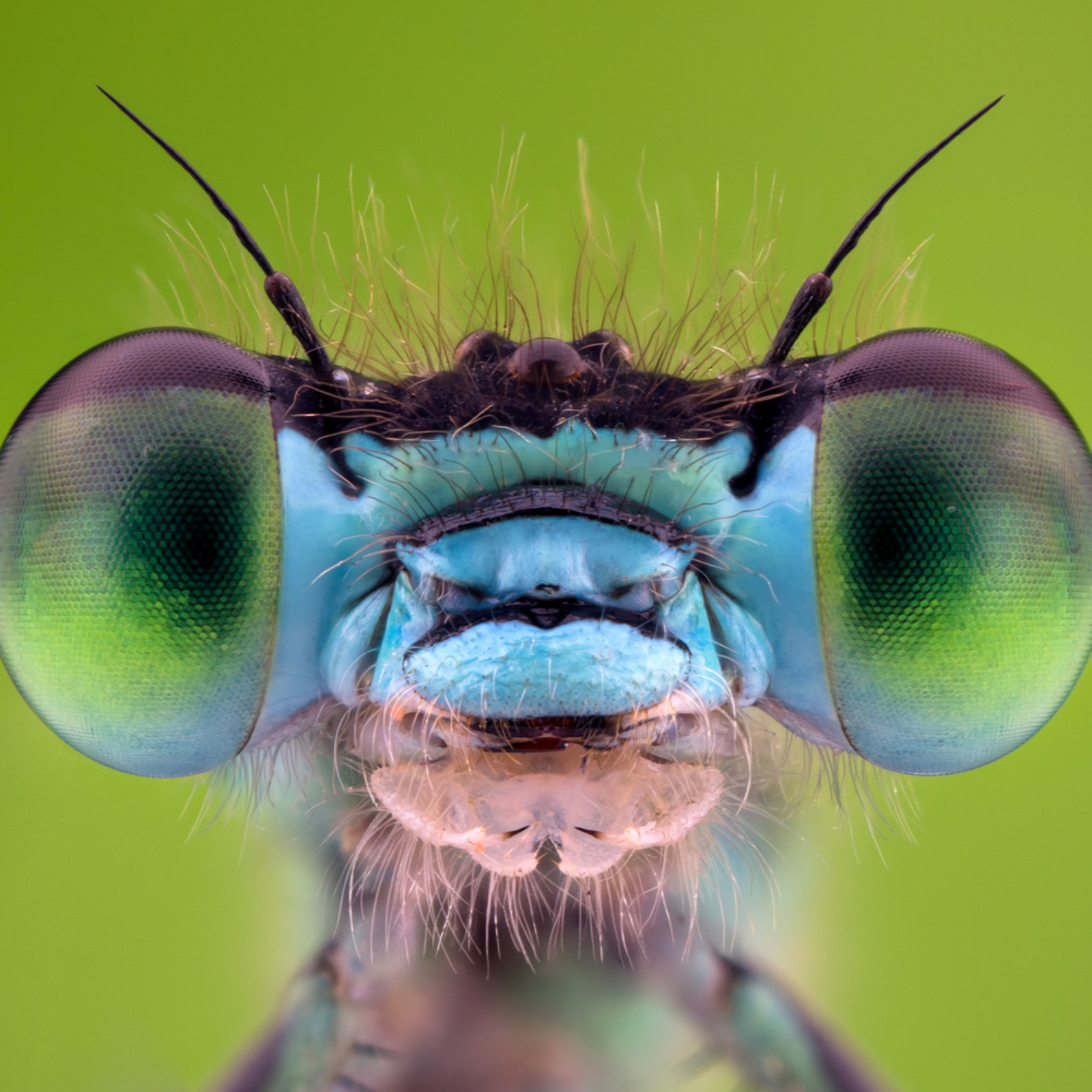 Close up of a Common Blue Damselfly, Enallagma cyathigerum, 2016 (c) Keith Trueman