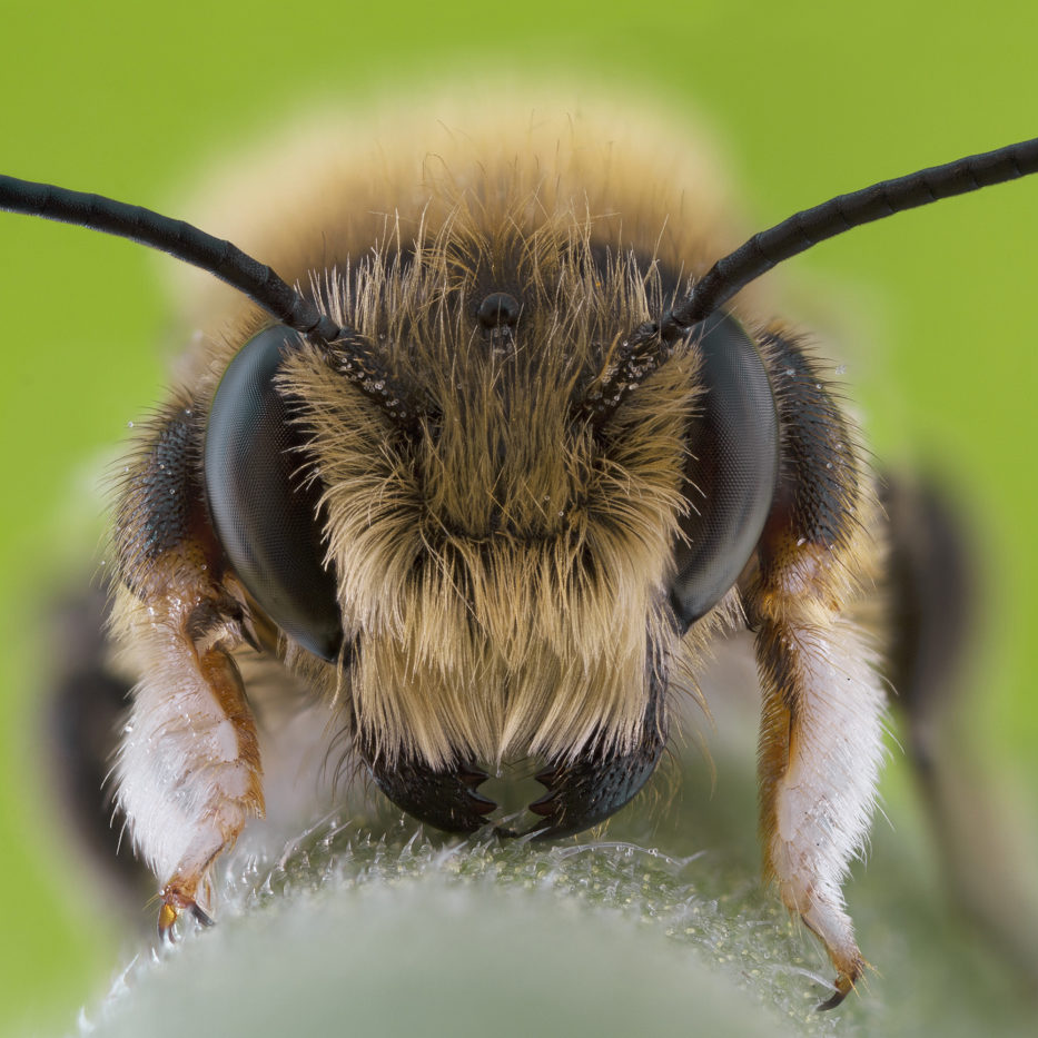 Close up of a Solitary Bee, Megachile willughbiella, 2016 (c) Keith Trueman