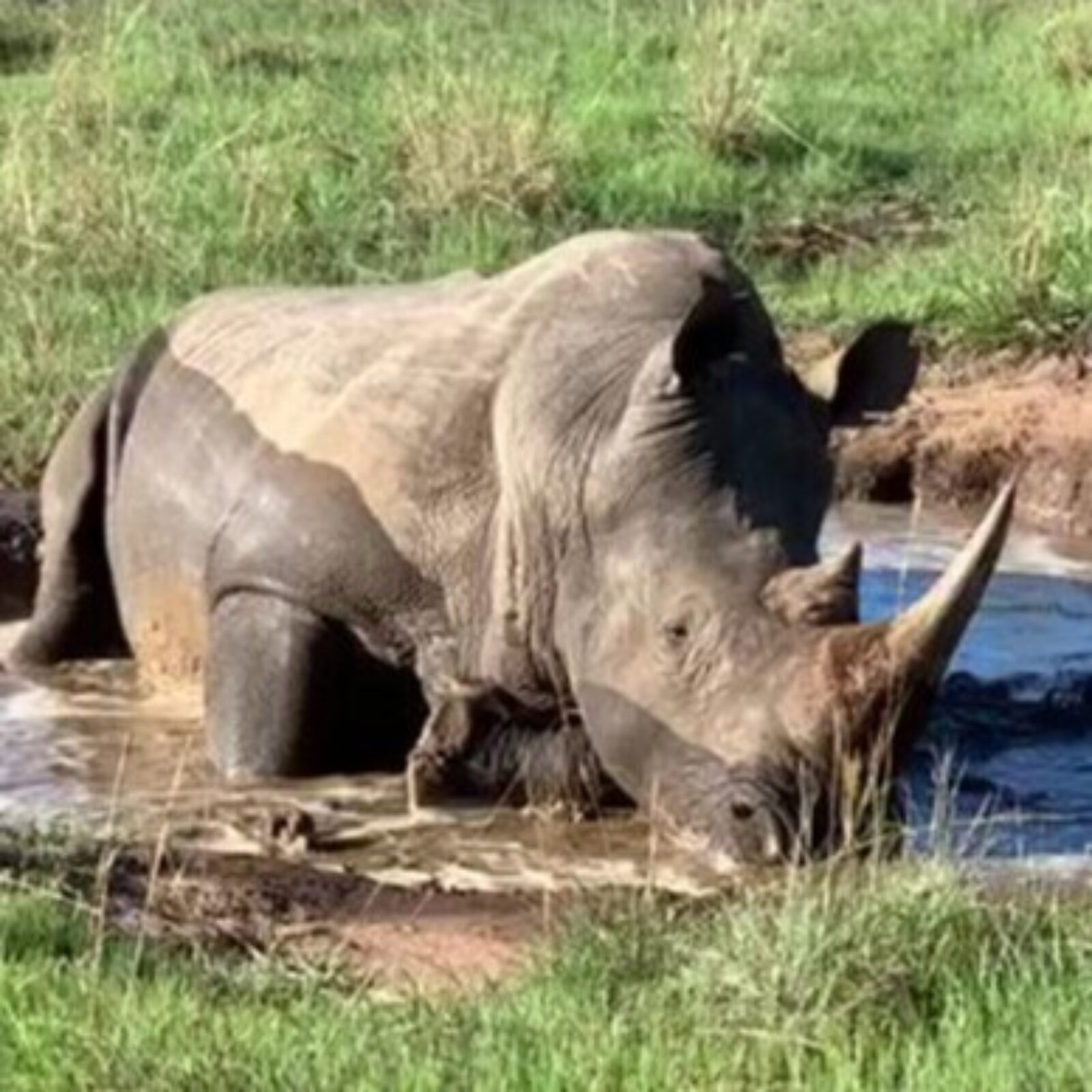 Photo of a rhinoceros