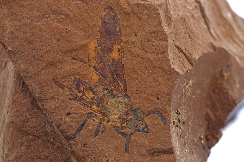 This 'extremely well-preserved' fossil details a new species of now-extinct sawfly. ©  Michael Frese, University of Canberra