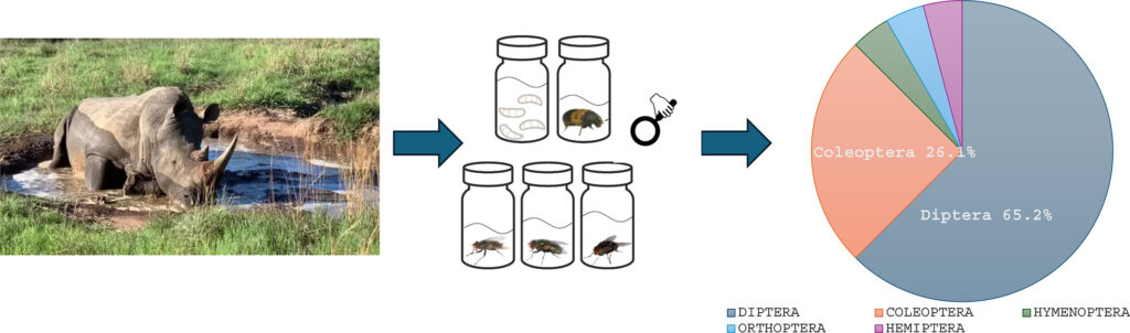 A total of 6684 rhinoceros were poached in South Africa during 2014 to 2021.
Insect evidence collected from 19 poached rhinoceros was analysed by the Forensic Entomology laboratory of the South African Police Service. Six species of dipterans and coleopterans were utilised to determine an accurate estimate of the minimum post-mortem interval.