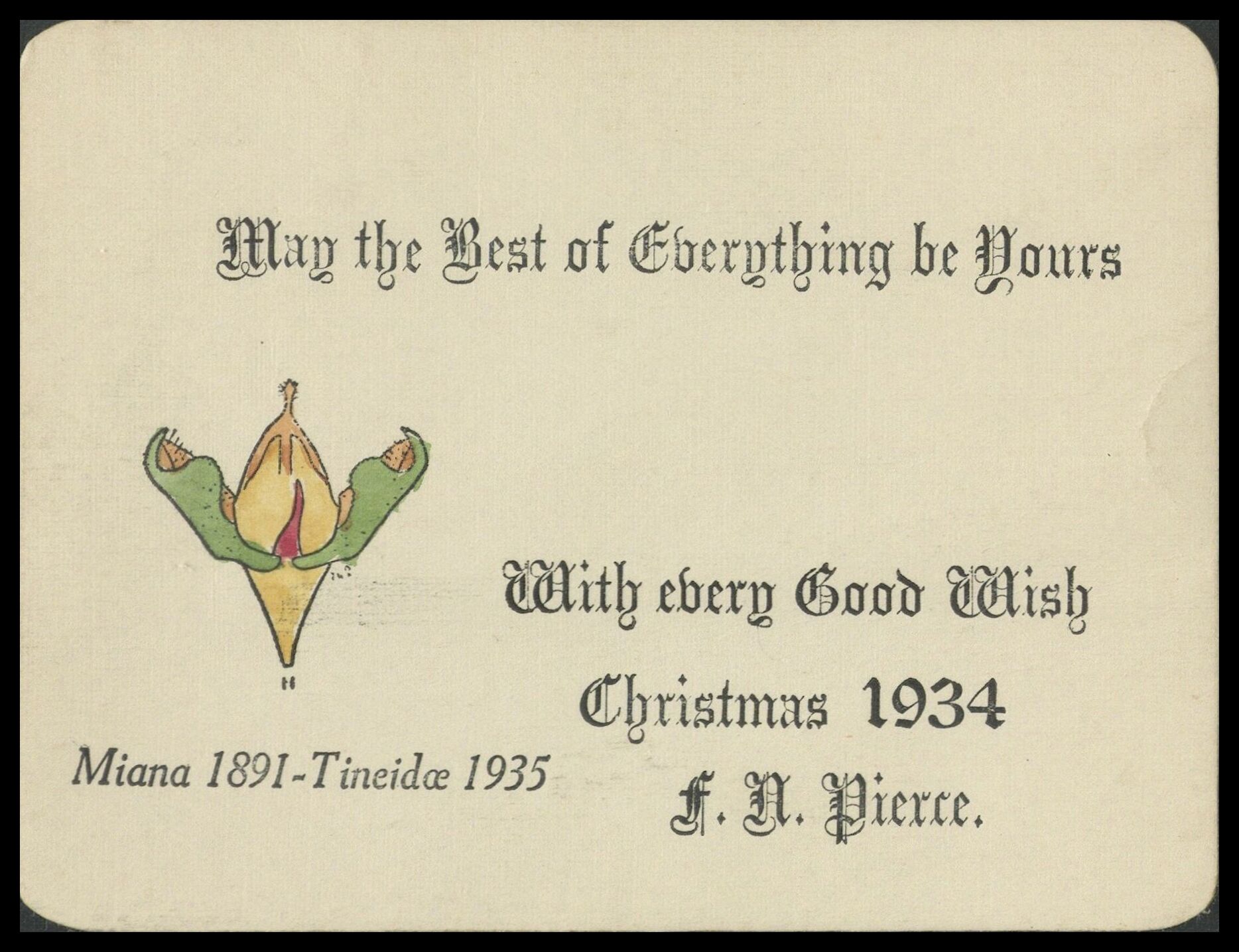 Frank Nelson Pierce, 1862 – 1943 Library Christmas Cards - Category Genitalia: 1934 The genitalia of Miana 1891 Tinaidae 1935 llustrated in festive colours.