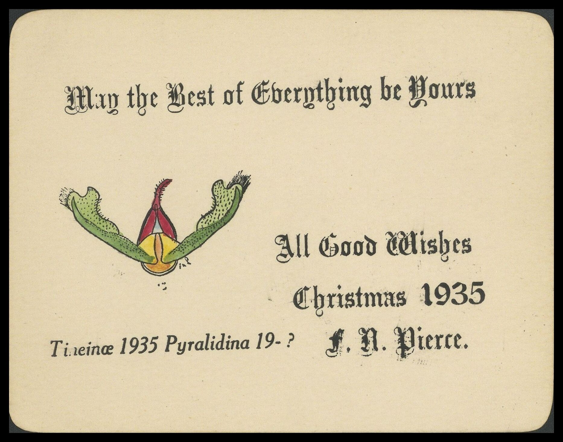 Frank Nelson Pierce, 1862 – 1943 Library Christmas Cards - Category Genitalia: 1935 The genitalia of Tineinae 1935 Pyralidina 19- Illustrated in festive colours.