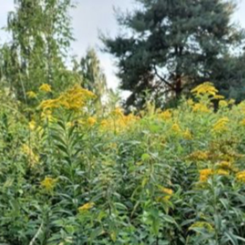 News headline thumbnail for Can sown wildflowers compensate for cities’ lack of natural meadows?