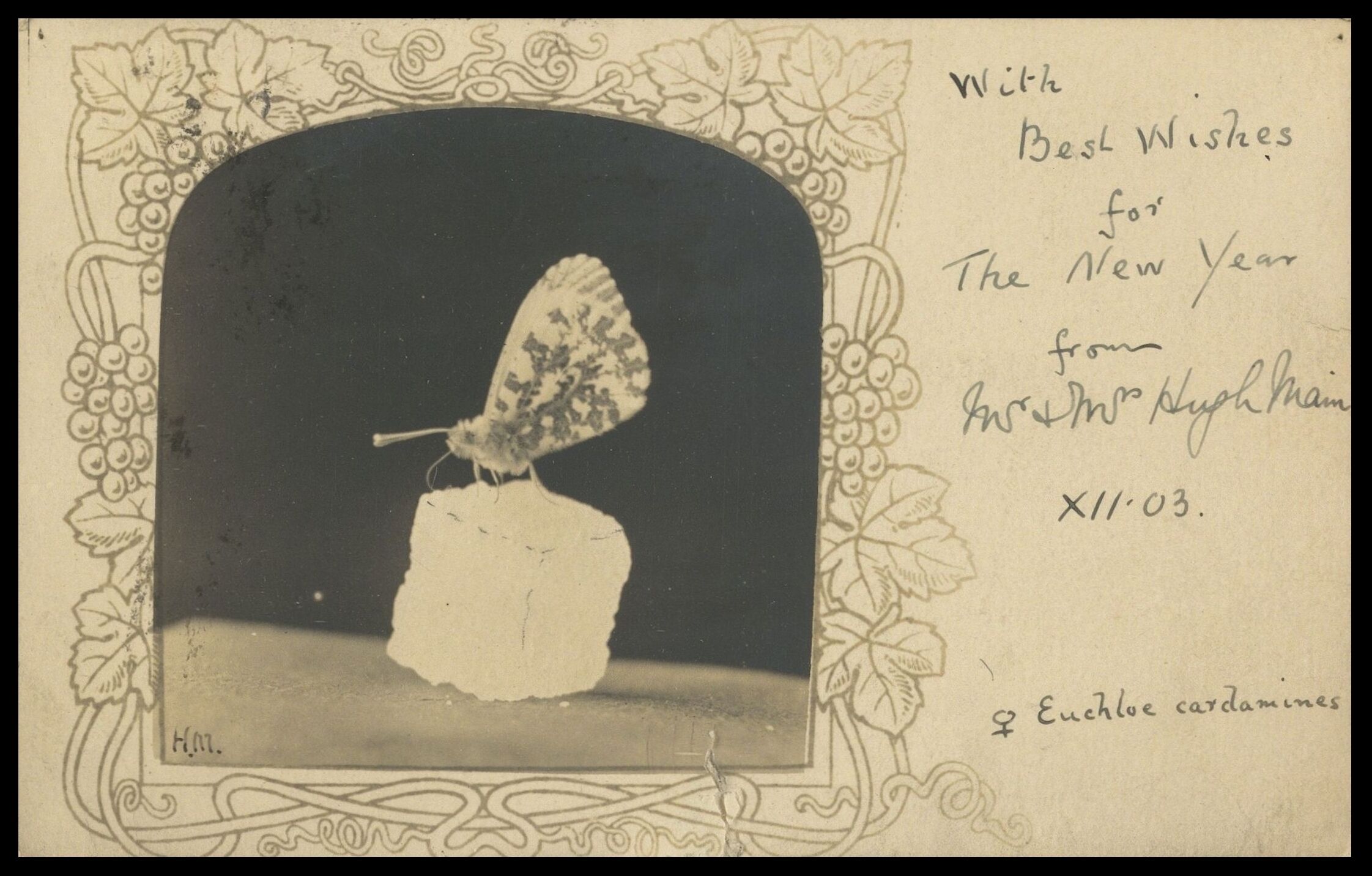 Frank Nelson Pierce, 1862 – 1943 Library Christmas Cards - Category New Years Cards - 1903 New Years card from 1903 with photograph of butterfly (Anthocharis cardamines, then known as Euchloe cardamines) sitting on a sugar lump. Sent by Hugh Main, an enthusiastic insect photographer, to Henry Jerome Turner.