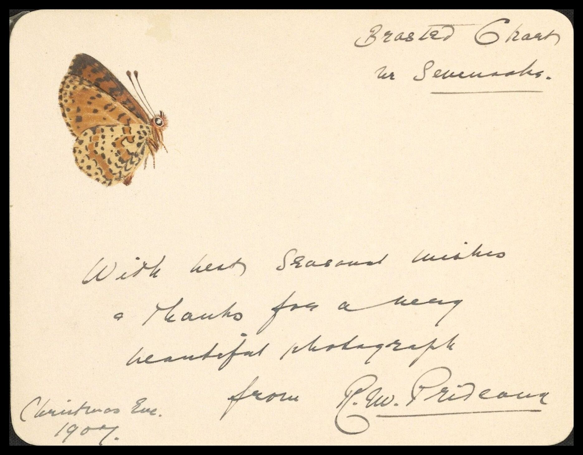 Frank Nelson Pierce, 1862 – 1943 Library Christmas Cards - Category New Years Cards - 1907 Greetings card from Christmas Eve 1907, featuring an example of Lepidochromy, prints made from real butterflies, made by placing the wings of a Glanville Fritillary butterfly between sheets of paper, one side gummed, and applying pressure, with the antenna and body drawn in later. Sent by Robert Maxwell Prideaux.