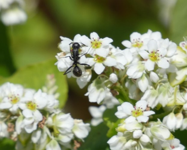 C. japonicus pollinating buckwheat flowers.