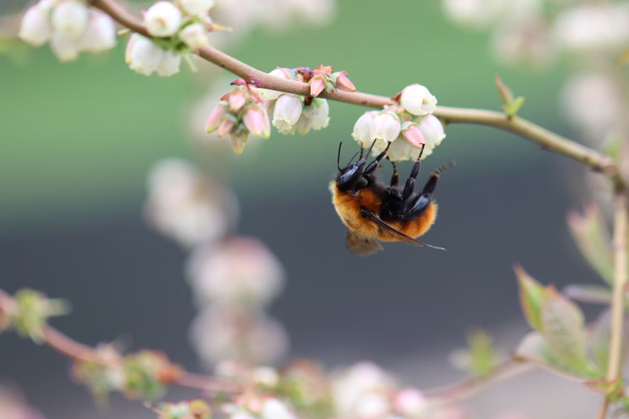 Bombus dahlbomii pollinating a highbush blueberry flower. Photo credit: Benito Cortes-Rivas.