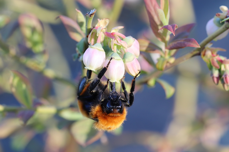 Bombus dahlbomii pollinating a highbush blueberry flower. Photo credit: Benito Cortes-Rivas.