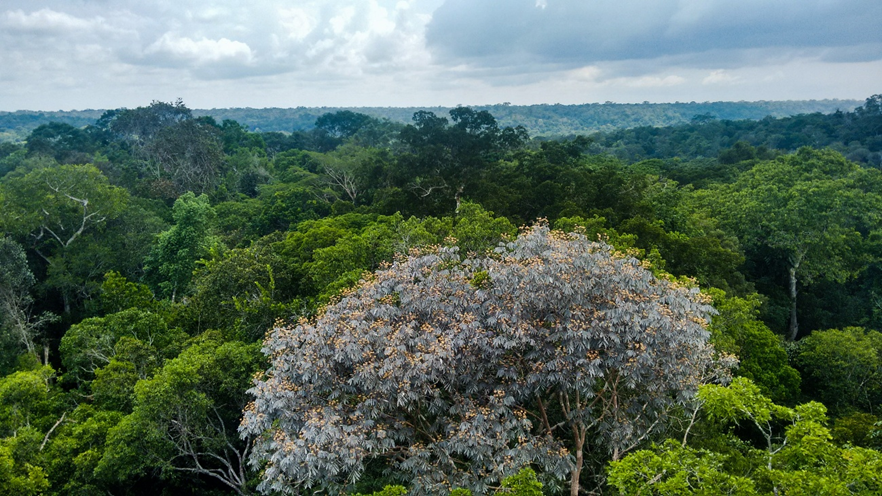  Aerial view of the landscape 12 years after the windthrows. Experimental Station of the National Institute for Amazonian Research (INPA) - ZF2, located approximately 84 km northwest of Manaus. Nearby the area where parts of the sampling were conducted.