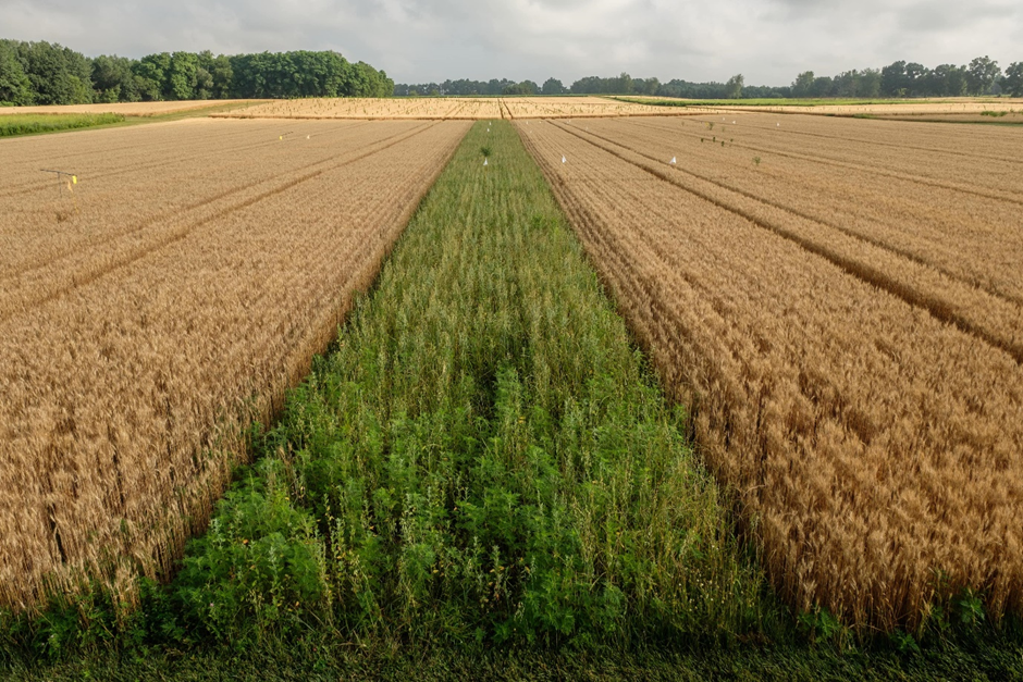 A prairie strip growing in wheat at the LTER Main Cropping Systems Experiment (MCSE) at the Kellogg Biological Station. Photo credit: Kurt.Stepnitz