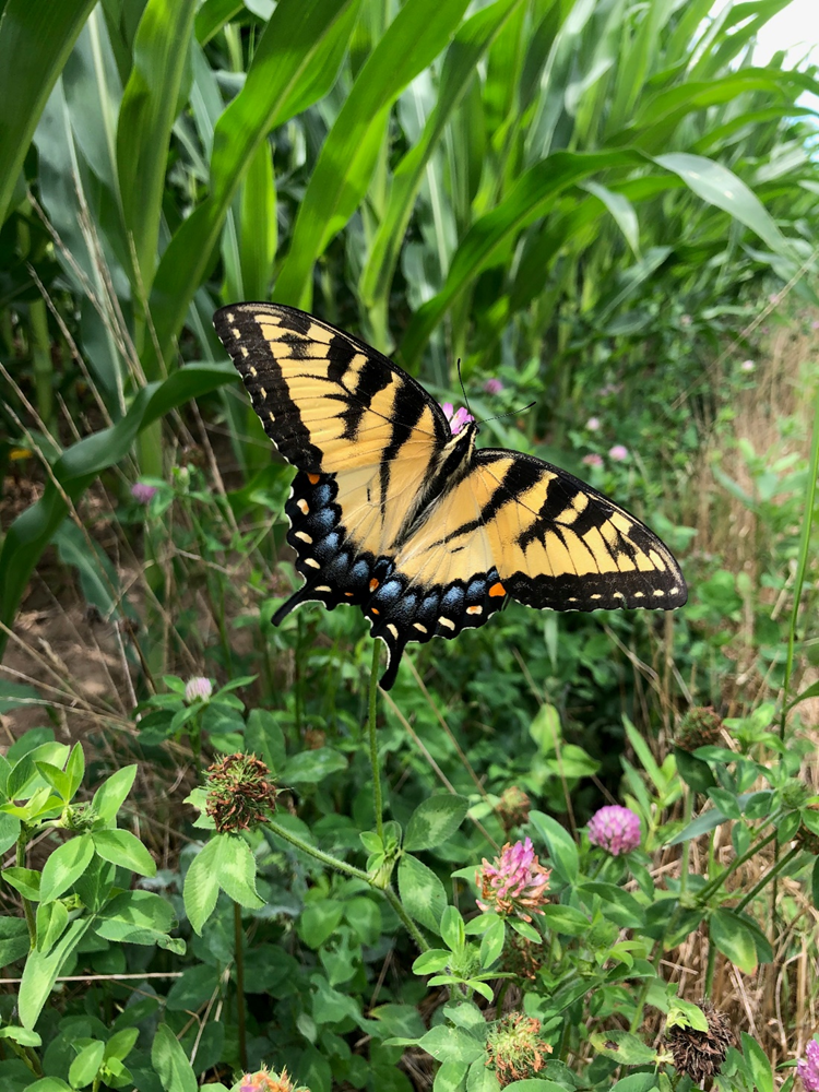 An Eastern Tiger Swallowtail, Papilio glaucus, in a prairie strip at Lindsey’s experiment. Photo credit: Corinn Rutkoski