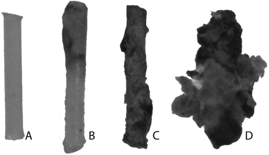 Examples of 2 mm fishing line (A) that I inject into arthropods to measure their encapsulation response. Encapsulation is an immune response in which immune cells surround and wall-off parasites or other foreign objects. Individuals with stronger immune responses activate more cells and produce more melanin, which makes the surrounding tissue darker. B-C are examples of increasingly strong encapsulation responses. This photo was published in Kirschman et al (2024) in Freshwater Science.