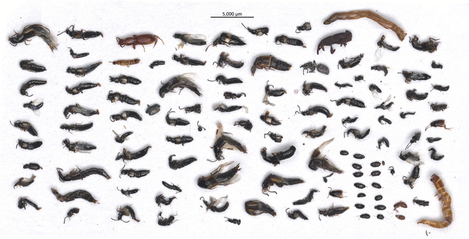 Bulk-sample images of beetles collected in Cyprus