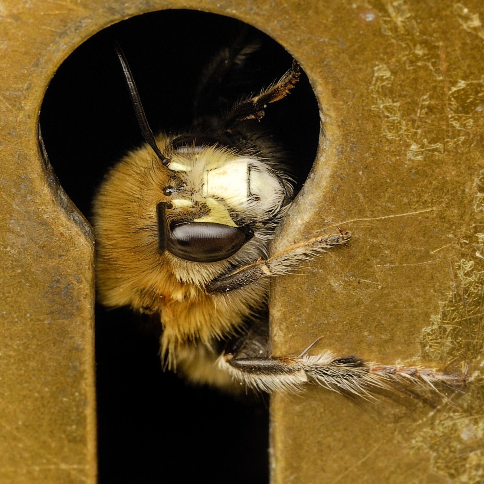 Winner of the 2012 RES photography competition: Hairy-footed flower bee, Anthophora plumipes, looking through the keyhole. Credit Anthony Cooper