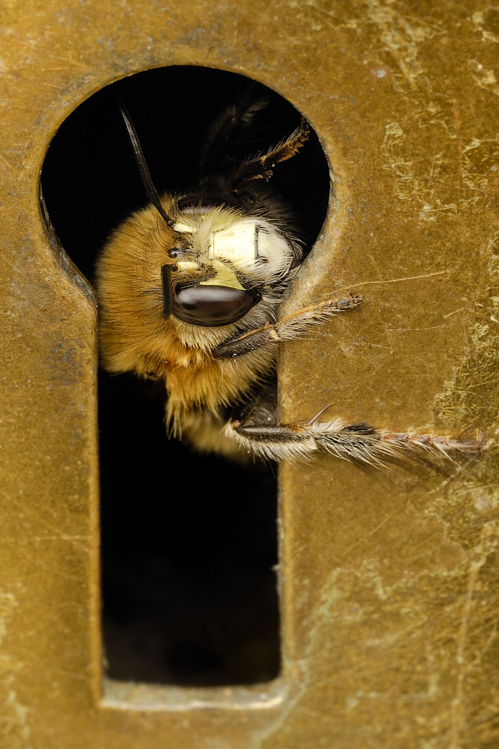 Winner of the 2012 RES photography competition: Hairy-footed flower bee, Anthophora plumipes, looking through the keyhole. Credit Anthony Cooper