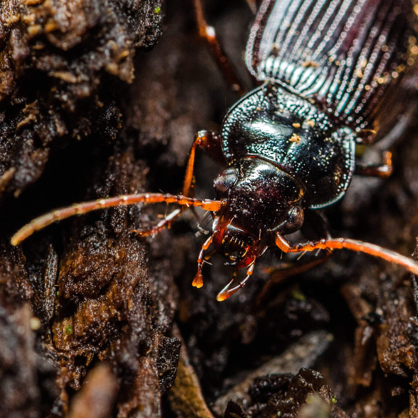 A carabid beetle walking through some decaying wood. Photograph by Jordan Cuff.