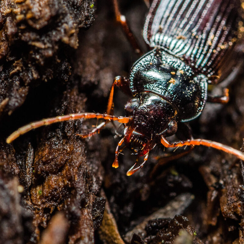 News headline thumbnail for Special Issue: Advances in insect biomonitoring for agriculture and forestry 