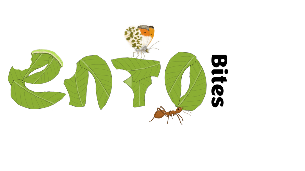 Ento Bites logo