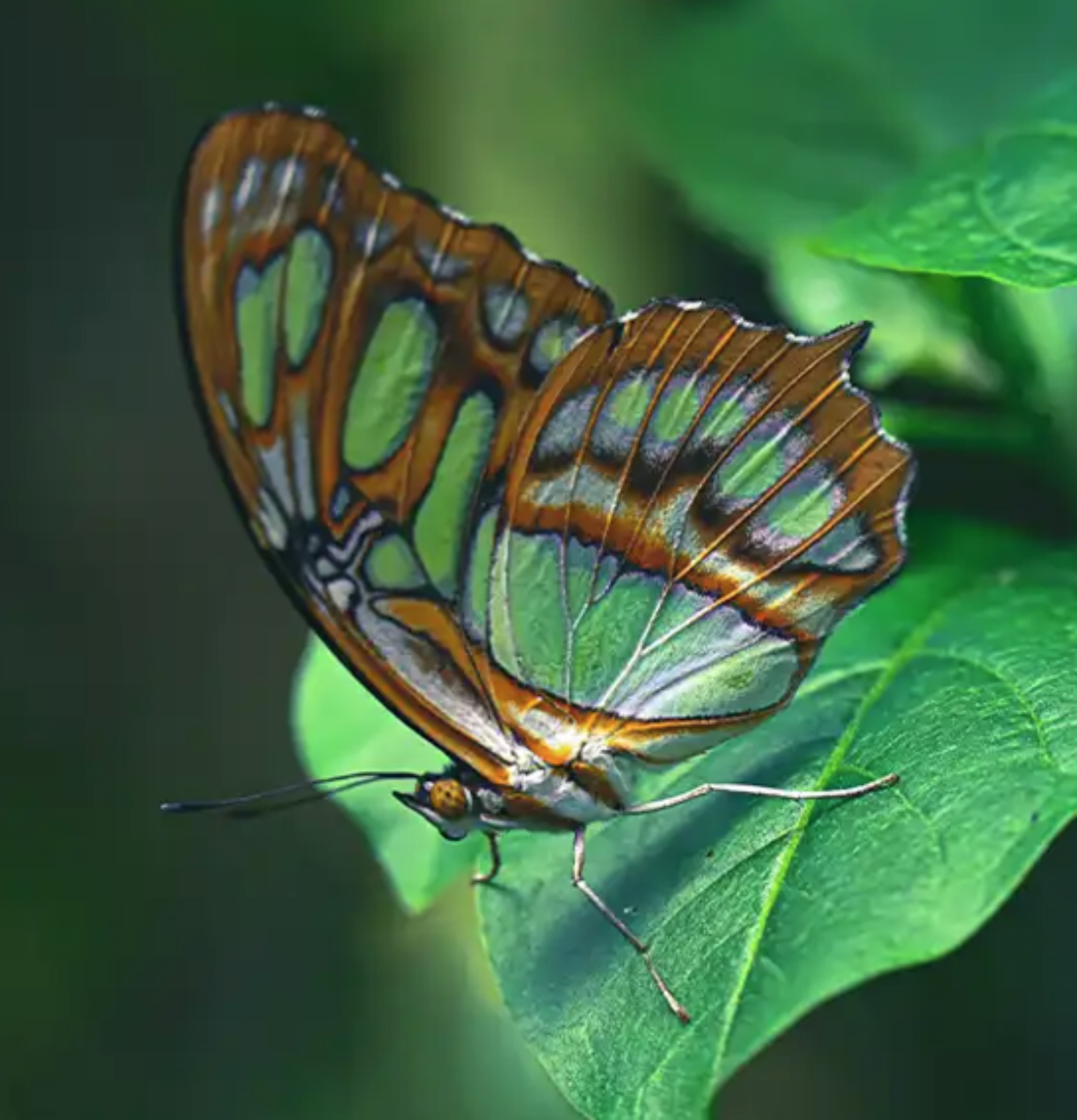 Royal Entomological Society Collection - butterfly on green background