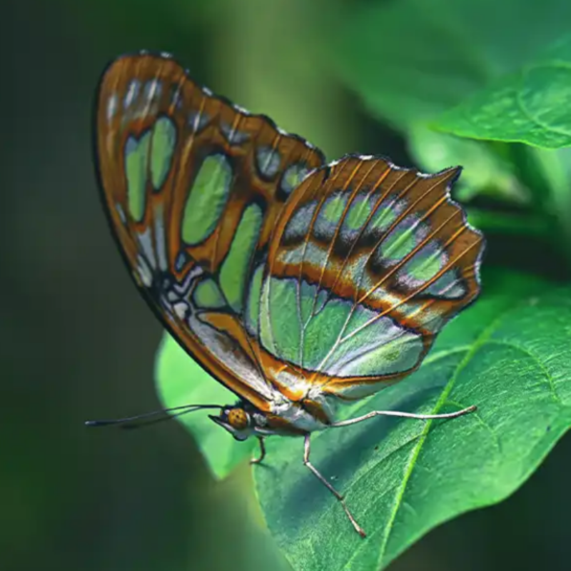 News headline thumbnail for RES Insect Identification Handbooks – expanding our reach 