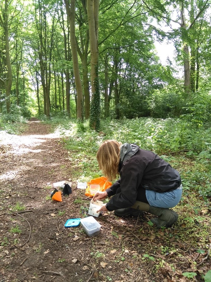 Sheena Cotter, Editor-in-Chief of RES journal Ecological Entomology searching for insects