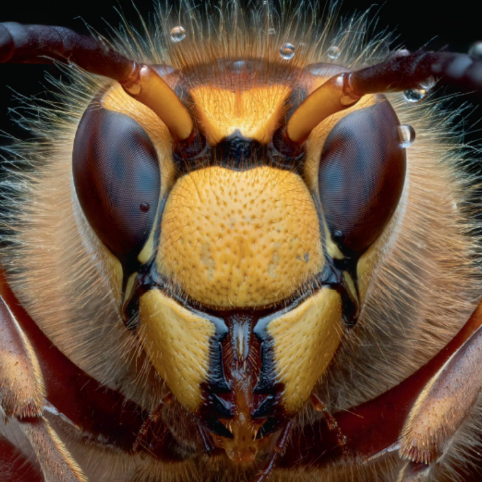 A European hornet, Vespa crabro, found resting from the rain in late October. Photo by Pete Burford. This photo was Specially Commended in the RES annual photography competition